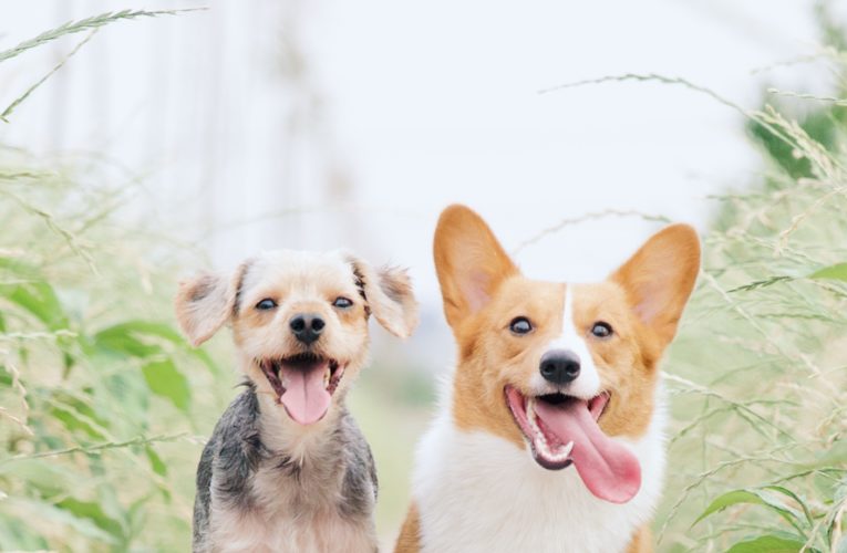 Preventing Home Dog Fights in Kathmandu